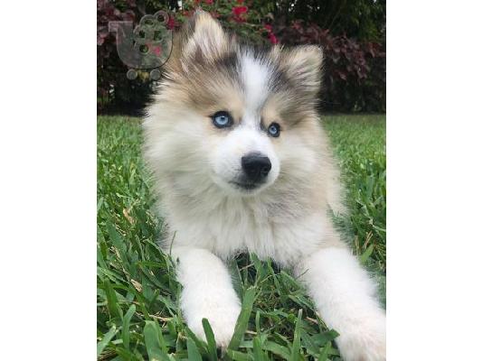 PoulaTo: Υπέροχα κουτάβια Pomsky